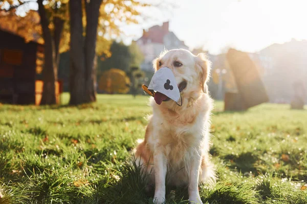 Met Een Beschermend Masker Conceptie Van Quarantaine Mooie Golden Retriever — Stockfoto