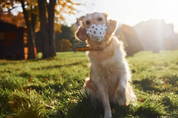 Защитной Маске Концепция Карантина Собака Породы Золотой Ретривер Прогуливается Парке — стоковое фото