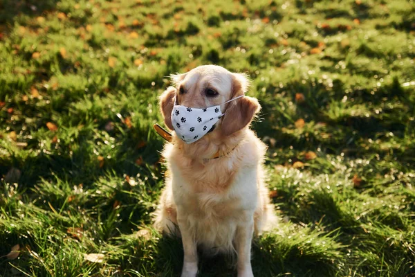 Protective Mask Conception Quarantine Beautiful Golden Retriever Dog Have Walk — Stock Photo, Image
