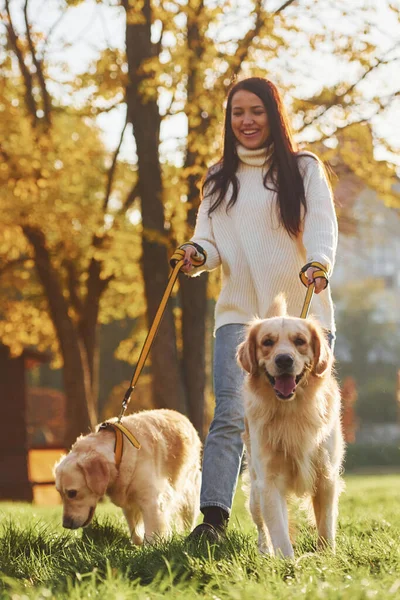 Brunett Promenader Med Två Golden Retriever Hundar Parken Dagtid — Stockfoto