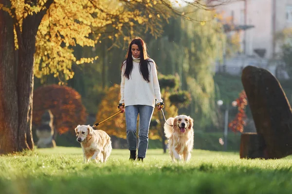 Barna Sétál Két Golden Retriever Kutya Parkban Napközben — Stock Fotó