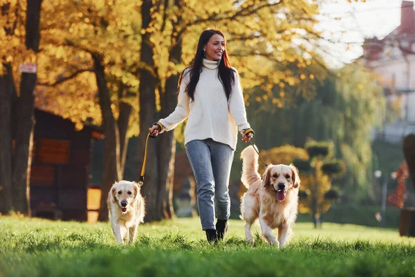 Brunetka Spacery Dwoma Psami Golden Retriever Parku Ciągu Dnia — Zdjęcie stockowe