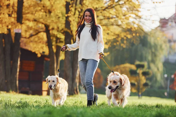 Brunetka Spacery Dwoma Psami Golden Retriever Parku Ciągu Dnia — Zdjęcie stockowe