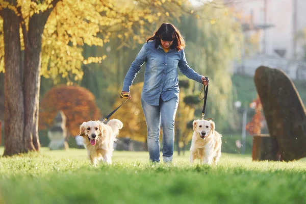 Kobieta Spaceruje Dwoma Psami Golden Retriever Parku — Zdjęcie stockowe