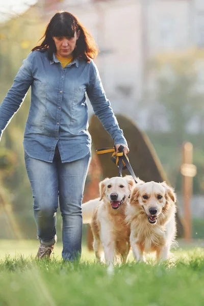Kobieta Spaceruje Dwoma Psami Golden Retriever Parku — Zdjęcie stockowe