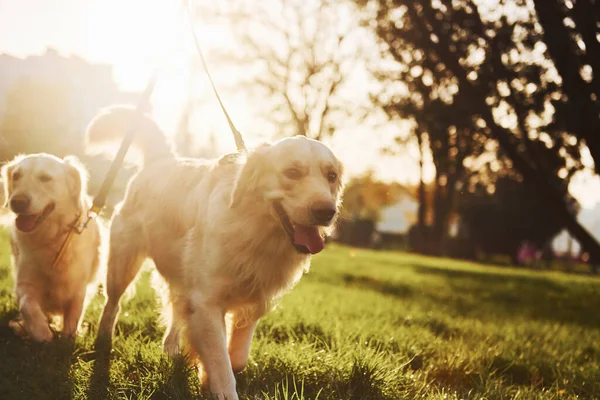 Прекрасное Солнце Две Красивые Собаки Золотистые Ретриверы Прогуливаются Парку Вместе — стоковое фото