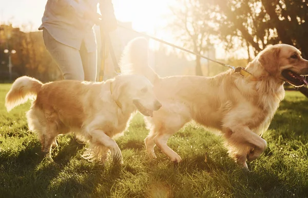 Niesamowite Słońce Kobieta Spaceruje Dwoma Psami Golden Retriever Parku — Zdjęcie stockowe