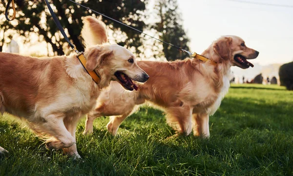 Dois Belos Cães Golden Retriever Têm Passeio Livre Parque Juntos — Fotografia de Stock