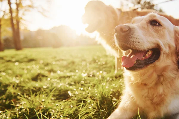 Twee Gelukkige Golden Retriever Honden Hebben Een Wandeling Het Park — Stockfoto