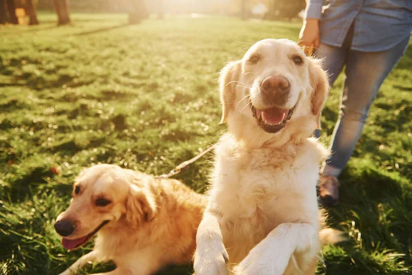 Szczęśliwego Słodkiego Zwierzaka Kobieta Spaceruje Dwoma Psami Golden Retriever Parku — Zdjęcie stockowe