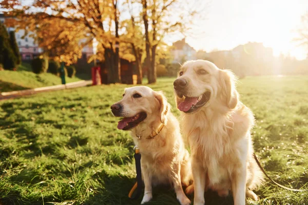 Piękne Słońce Dwa Piękne Psy Golden Retriever Spacerują Razem Parku — Zdjęcie stockowe