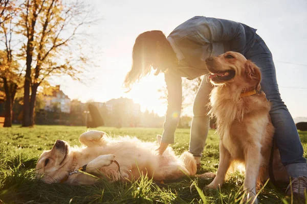 Mulher Tem Passeio Com Dois Cães Golden Retriever Parque — Fotografia de Stock