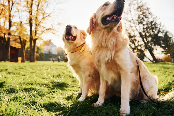 Siedzę Trawie Dwa Piękne Psy Golden Retriever Spacerują Razem Parku — Zdjęcie stockowe