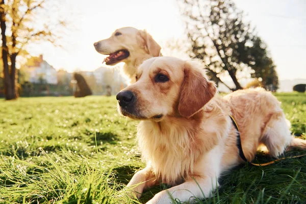 Het Gras Zitten Twee Prachtige Golden Retriever Honden Wandelen Samen — Stockfoto