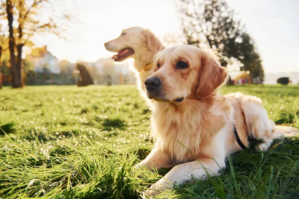 Het Gras Zitten Twee Prachtige Golden Retriever Honden Wandelen Samen — Stockfoto