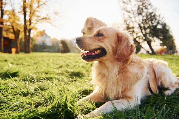 Siedzę Trawie Dwa Piękne Psy Golden Retriever Spacerują Razem Parku — Zdjęcie stockowe
