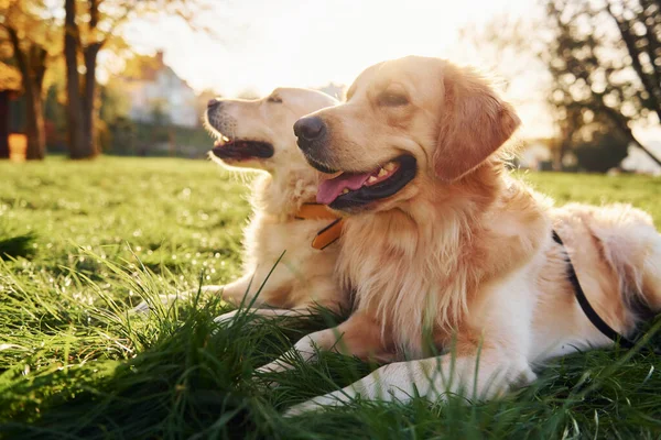 Сидя Траве Две Красивые Собаки Золотистые Ретриверы Прогуливаются Парку Вместе — стоковое фото