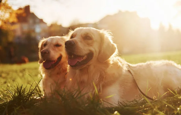 Prachtige Zon Twee Prachtige Golden Retriever Honden Wandelen Samen Het — Stockfoto