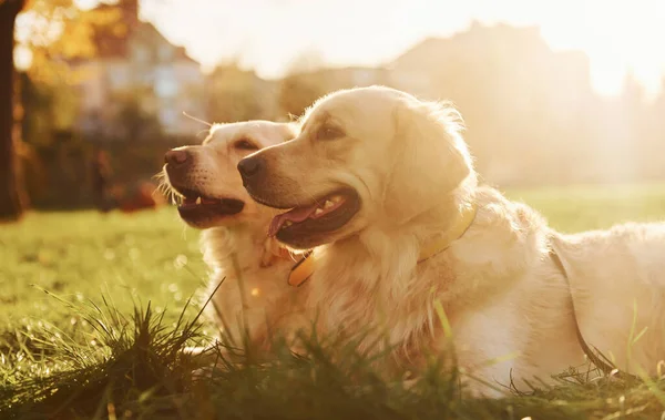 Piękne Słońce Dwa Piękne Psy Golden Retriever Spacerują Razem Parku — Zdjęcie stockowe