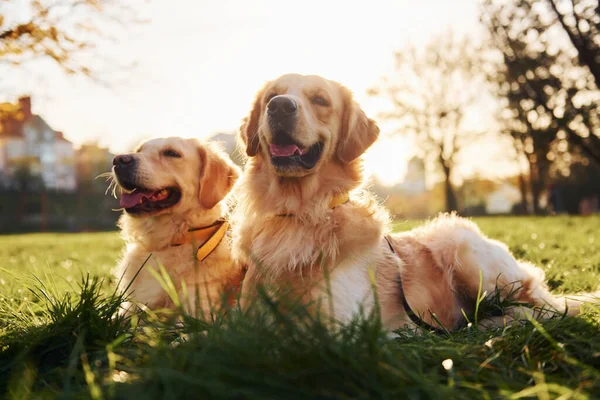 Het Gras Zitten Twee Prachtige Golden Retriever Honden Wandelen Samen — Stockfoto