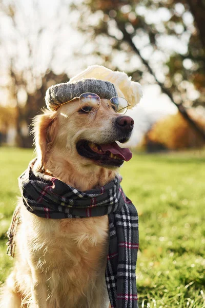 Kapeluszu Szaliku Okularach Hipsterskie Spojrzenie Piękny Pies Golden Retriever Spaceruje — Zdjęcie stockowe