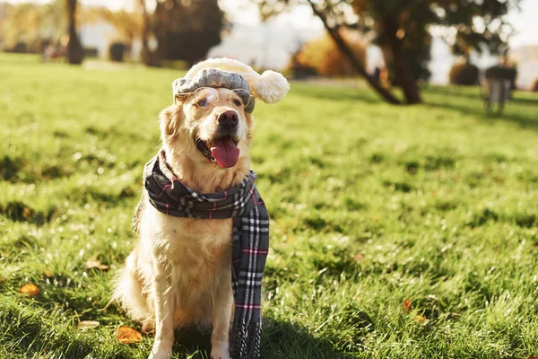 Hat Scarf Spectacles Hipster Look Beautiful Golden Retriever Dog Have — Stock Photo, Image