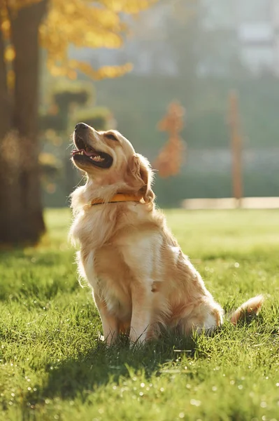 Piękny Pies Golden Retriever Spaceruje Parku Świeżym Powietrzu — Zdjęcie stockowe