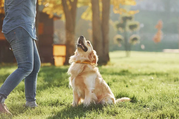 Młoda Kobieta Spaceruje Golden Retriever Parku — Zdjęcie stockowe