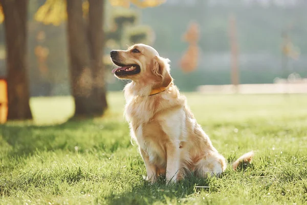 Bellissimo Cane Golden Retriever Fare Una Passeggiata All Aperto Nel — Foto Stock