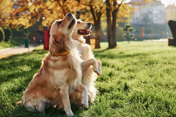 Dwa Piękne Psy Golden Retriever Spacerują Razem Parku — Zdjęcie stockowe