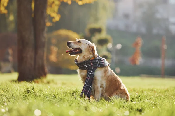 Шарфе Собака Породы Золотой Ретривер Прогуливается Парке — стоковое фото