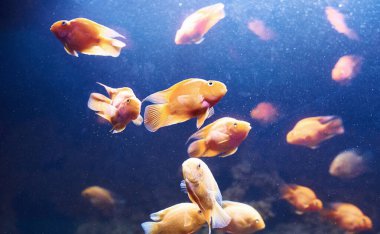 Kırmızı papağan çikleti. Suyun altında, tropik balıkların yakın görüntüsü. Okyanusta yaşam.