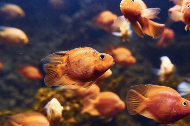 Kırmızı papağan çikleti. Suyun altında, tropik balıkların yakın görüntüsü. Okyanusta yaşam.