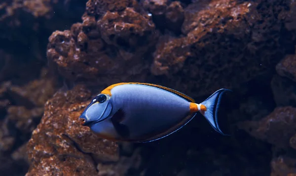 Caesio teres fish. Underwater close up view of tropical animals. Life in ocean.