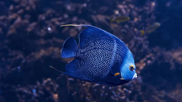 Aracana Ornata Fisk Vatten Närbild Livet Havet — Stockfoto