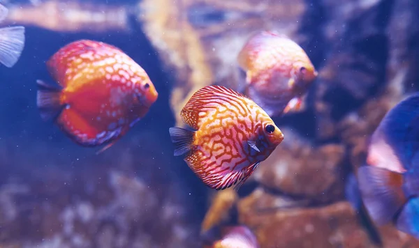 Aulonocara兰花水下有热带鱼的近景 海洋中的生命 — 图库照片