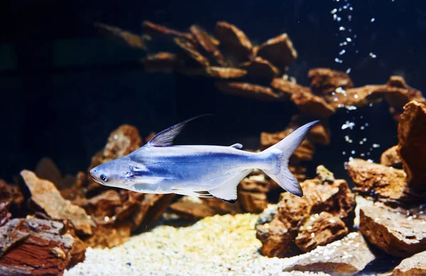 Pangasiidae动物 水下有热带鱼的近景 海洋中的生命 — 图库照片