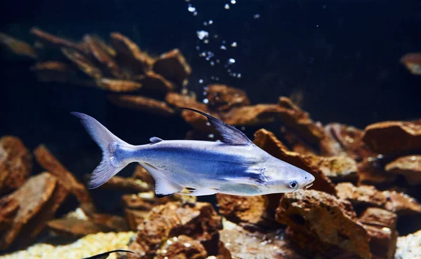 Pangasiidae animal. Underwater close up view of tropical fishes. Life in ocean.