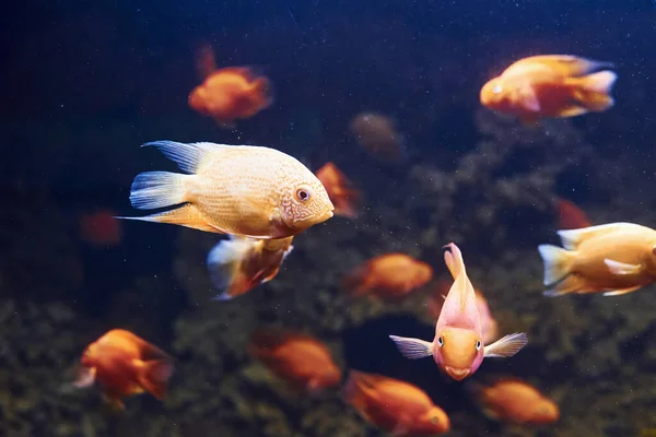 Heros Severus Vue Rapprochée Sous Marine Des Poissons Tropicaux Vie — Photo