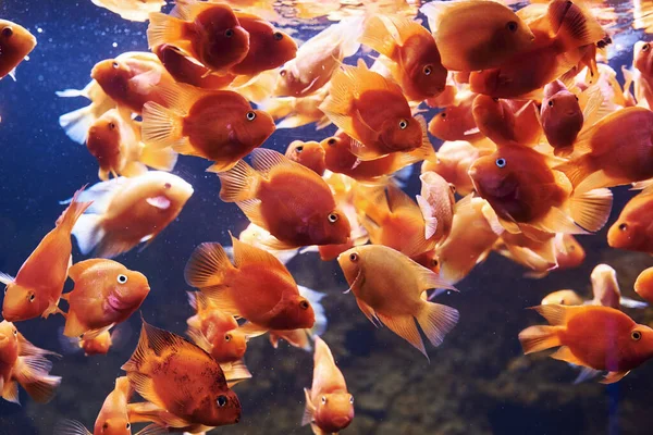 Cichlid Papagaio Vermelho Vista Subaquática Perto Peixes Tropicais Vida Oceano — Fotografia de Stock