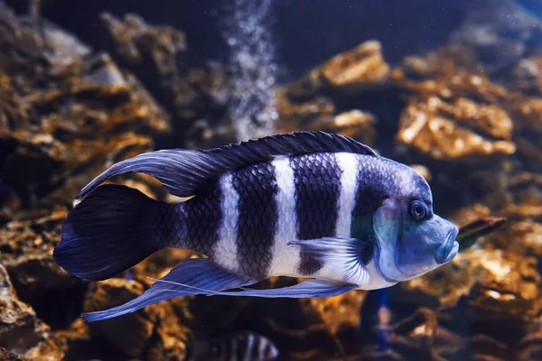 Cyphotilapia Frontosa Vista Subaquática Perto Peixes Tropicais Vida Oceano — Fotografia de Stock