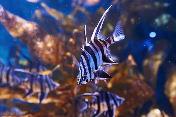 Enoplosus Armatus 水下有热带鱼的近景 海洋中的生命 — 图库照片