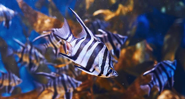 Enoplosus Armatus Vista Subaquática Perto Peixes Tropicais Vida Oceano — Fotografia de Stock