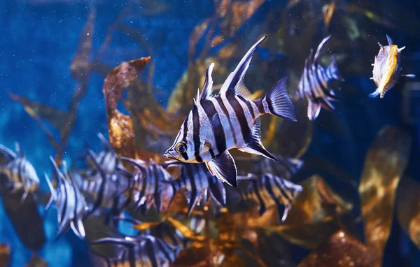Enoplosus Armatus Vista Subaquática Perto Peixes Tropicais Vida Oceano — Fotografia de Stock