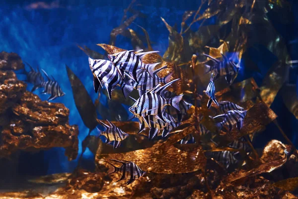Enoplosus Armatus 水下有热带鱼的近景 海洋中的生命 — 图库照片