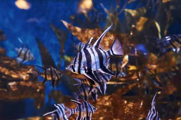 Enoplosus Armatus Vista Subaquática Perto Peixes Tropicais Vida Oceano — Fotografia de Stock