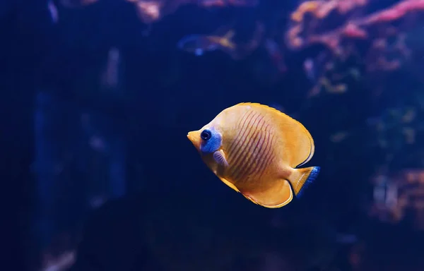 Pomacanthus Xanthométopon Vue Rapprochée Sous Marine Des Poissons Tropicaux Vie — Photo