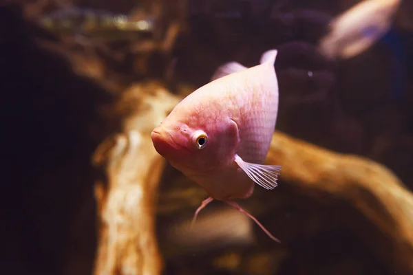 Astronotus Ocellatus Albino Vista Subaquática Perto Peixes Tropicais Vida Oceano — Fotografia de Stock