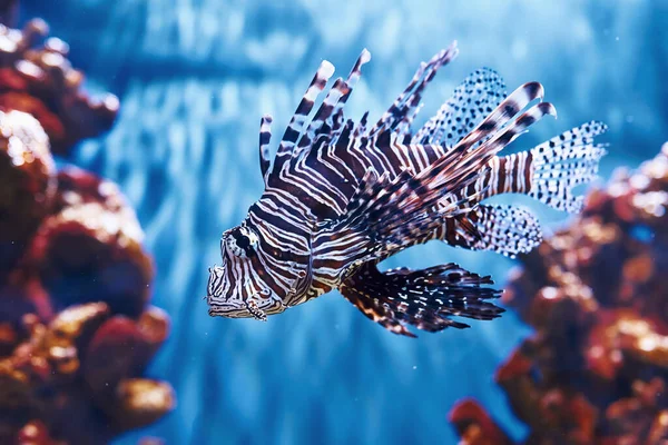 Pterois Volitans Vista Subaquática Perto Peixes Tropicais Vida Oceano — Fotografia de Stock