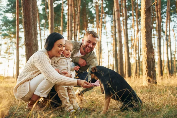 犬と遊ぶ 父と母と娘の幸せな家族が森の中にいる — ストック写真